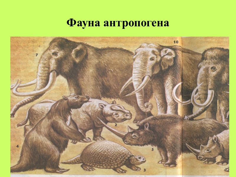 Фауна антропогена